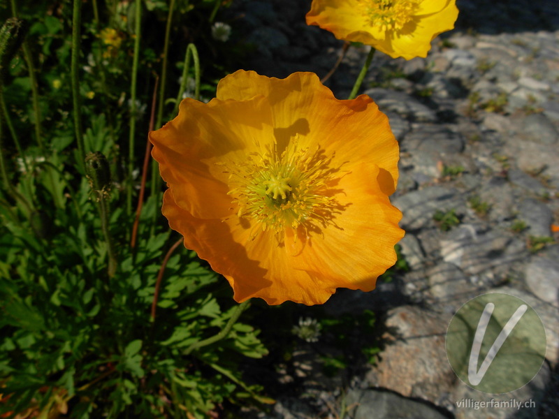 Altaischer Mohn: Übersicht